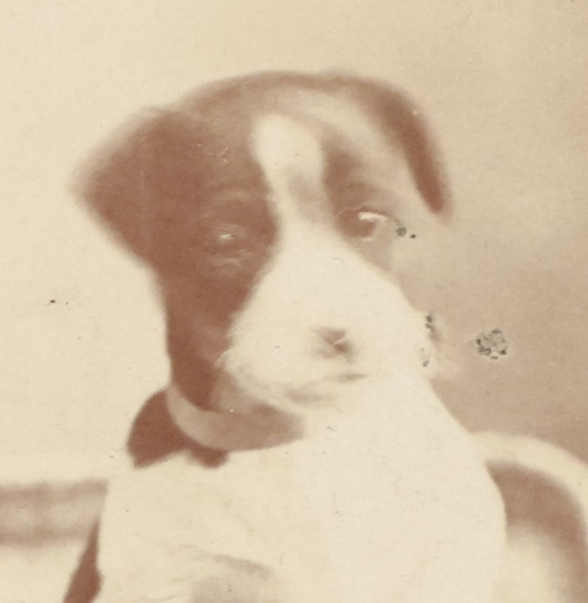 Lot 019 - Antique Boarded Photo Of A Small Black And White Puppy In A Picnic Basket