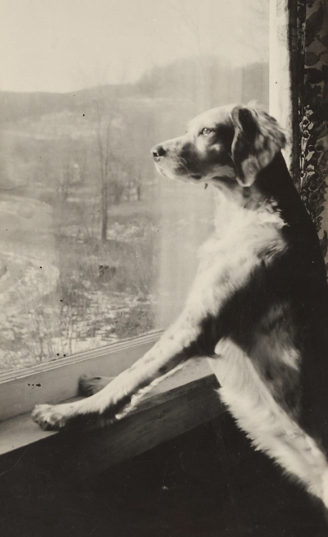 Lot 020 - Vintage Boarded Snapshot Photo Of A Wise Looking Dog Looking Out A Sunny Window, Paws On Window Sill