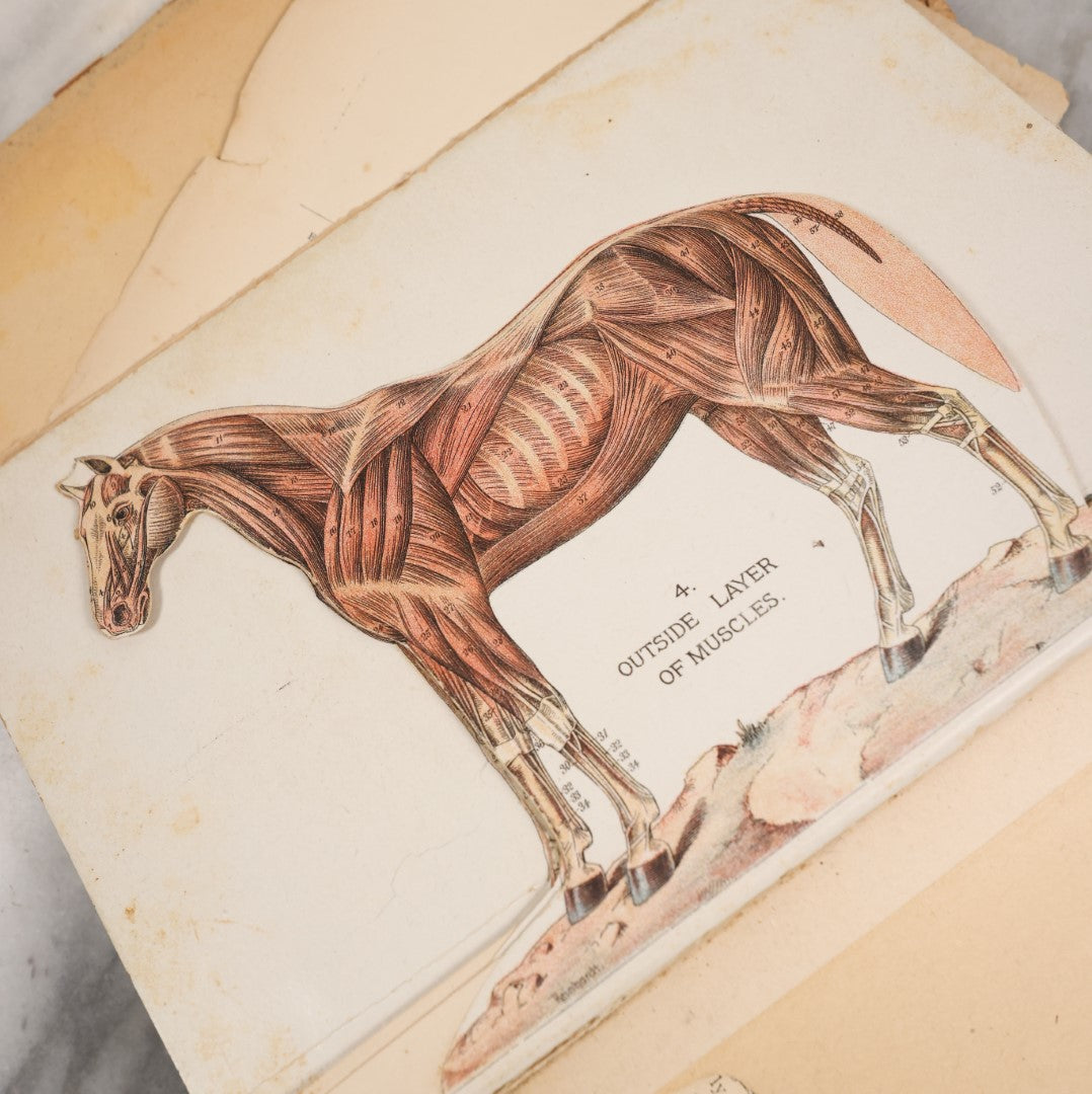 Lot 120 - Antique Craft Grade Book On The Anatomy And Health Of Horses And Cattle, With Fold Out Anatomical Diagrams, Poor Condition, Loose Pages, Wear Throughout