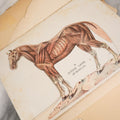 Lot 120 - Antique Craft Grade Book On The Anatomy And Health Of Horses And Cattle, With Fold Out Anatomical Diagrams, Poor Condition, Loose Pages, Wear Throughout