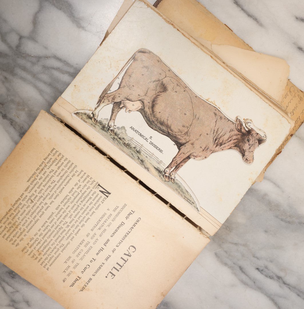 Lot 120 - Antique Craft Grade Book On The Anatomy And Health Of Horses And Cattle, With Fold Out Anatomical Diagrams, Poor Condition, Loose Pages, Wear Throughout