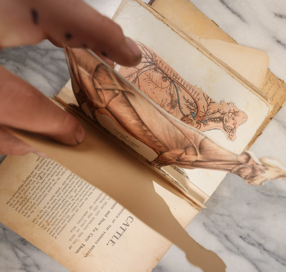 Lot 120 - Antique Craft Grade Book On The Anatomy And Health Of Horses And Cattle, With Fold Out Anatomical Diagrams, Poor Condition, Loose Pages, Wear Throughout