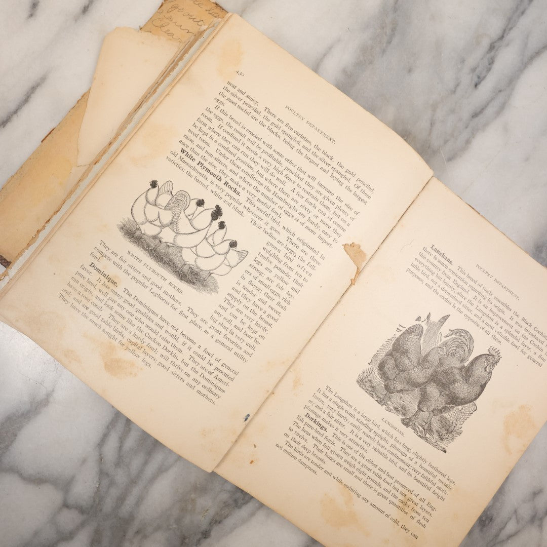 Lot 120 - Antique Craft Grade Book On The Anatomy And Health Of Horses And Cattle, With Fold Out Anatomical Diagrams, Poor Condition, Loose Pages, Wear Throughout