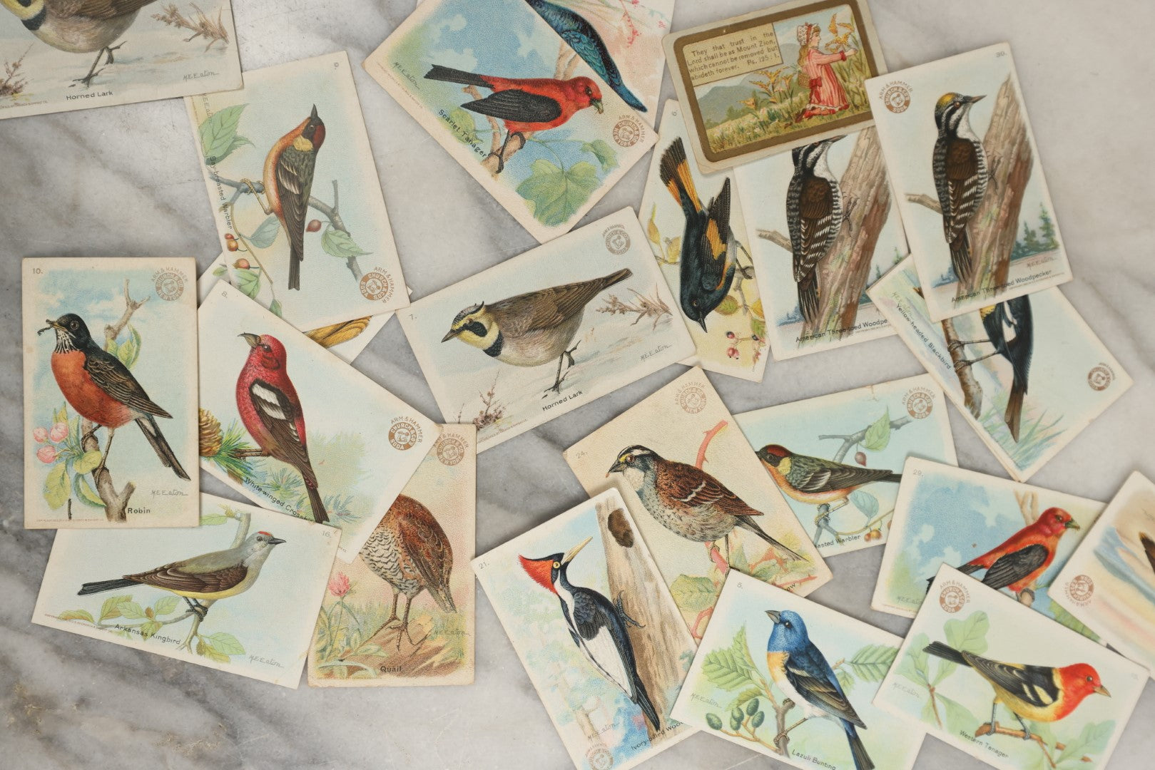 Lot 163 - Grouping Of 20+ Collectible Antique Trade Cards Advertising Arm And Hammer Baking Soda, "Useful Birds Of America"