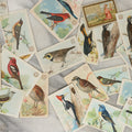 Lot 163 - Grouping Of 20+ Collectible Antique Trade Cards Advertising Arm And Hammer Baking Soda, "Useful Birds Of America"