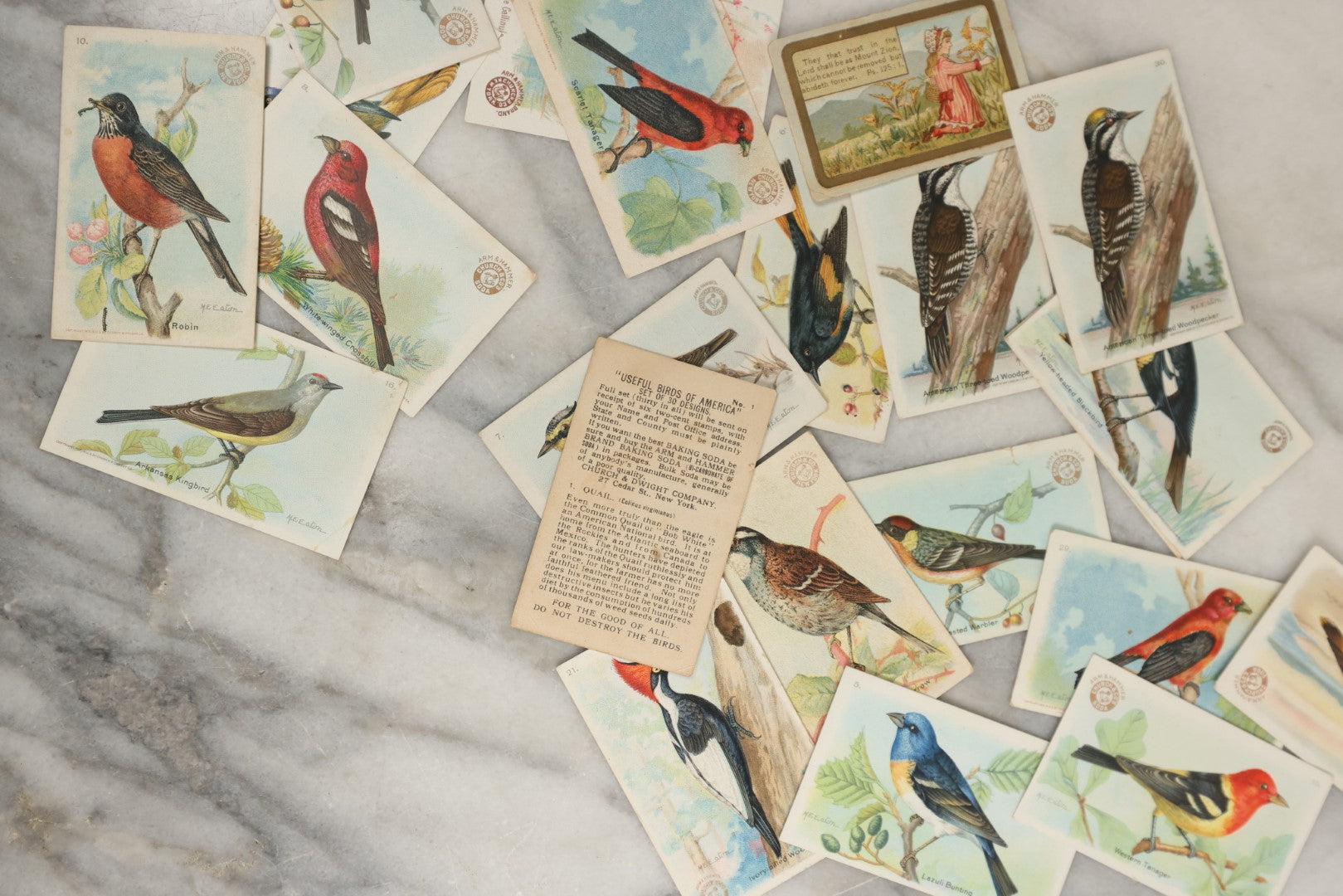 Lot 163 - Grouping Of 20+ Collectible Antique Trade Cards Advertising Arm And Hammer Baking Soda, "Useful Birds Of America"