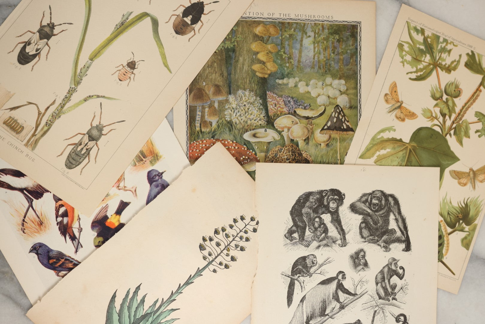 Lot 167 - Grouping Of Six Loose Natural History Bookplate Illustrations Including Mushrooms, Chimps / Apes, Insects, Birds, And More