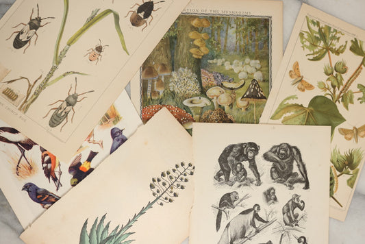 Lot 167 - Grouping Of Six Loose Natural History Bookplate Illustrations Including Mushrooms, Chimps / Apes, Insects, Birds, And More