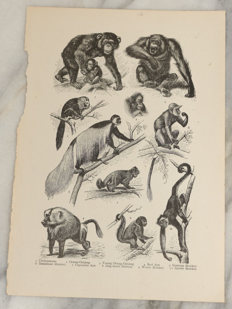 Lot 167 - Grouping Of Six Loose Natural History Bookplate Illustrations Including Mushrooms, Chimps / Apes, Insects, Birds, And More