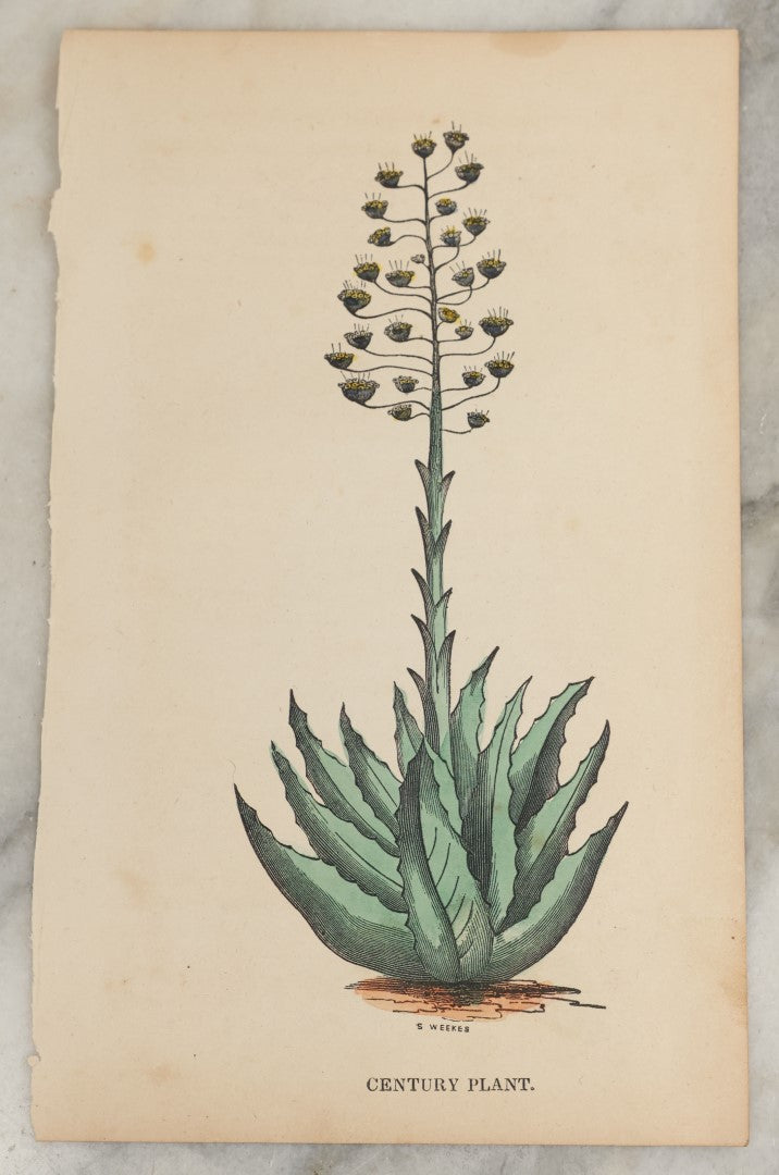 Lot 167 - Grouping Of Six Loose Natural History Bookplate Illustrations Including Mushrooms, Chimps / Apes, Insects, Birds, And More