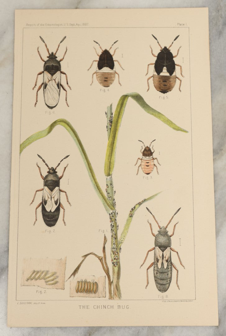 Lot 167 - Grouping Of Six Loose Natural History Bookplate Illustrations Including Mushrooms, Chimps / Apes, Insects, Birds, And More