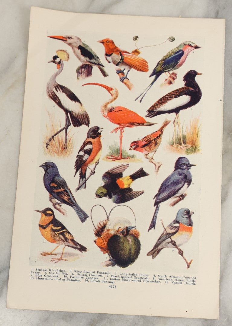 Lot 167 - Grouping Of Six Loose Natural History Bookplate Illustrations Including Mushrooms, Chimps / Apes, Insects, Birds, And More