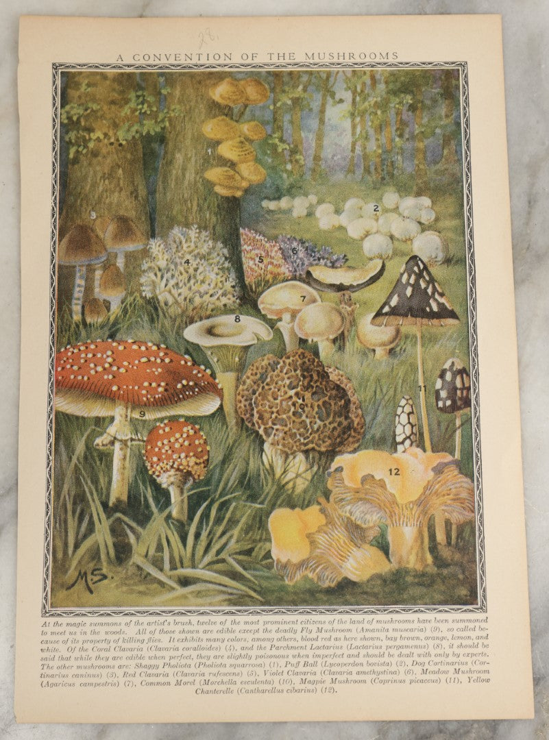 Lot 167 - Grouping Of Six Loose Natural History Bookplate Illustrations Including Mushrooms, Chimps / Apes, Insects, Birds, And More