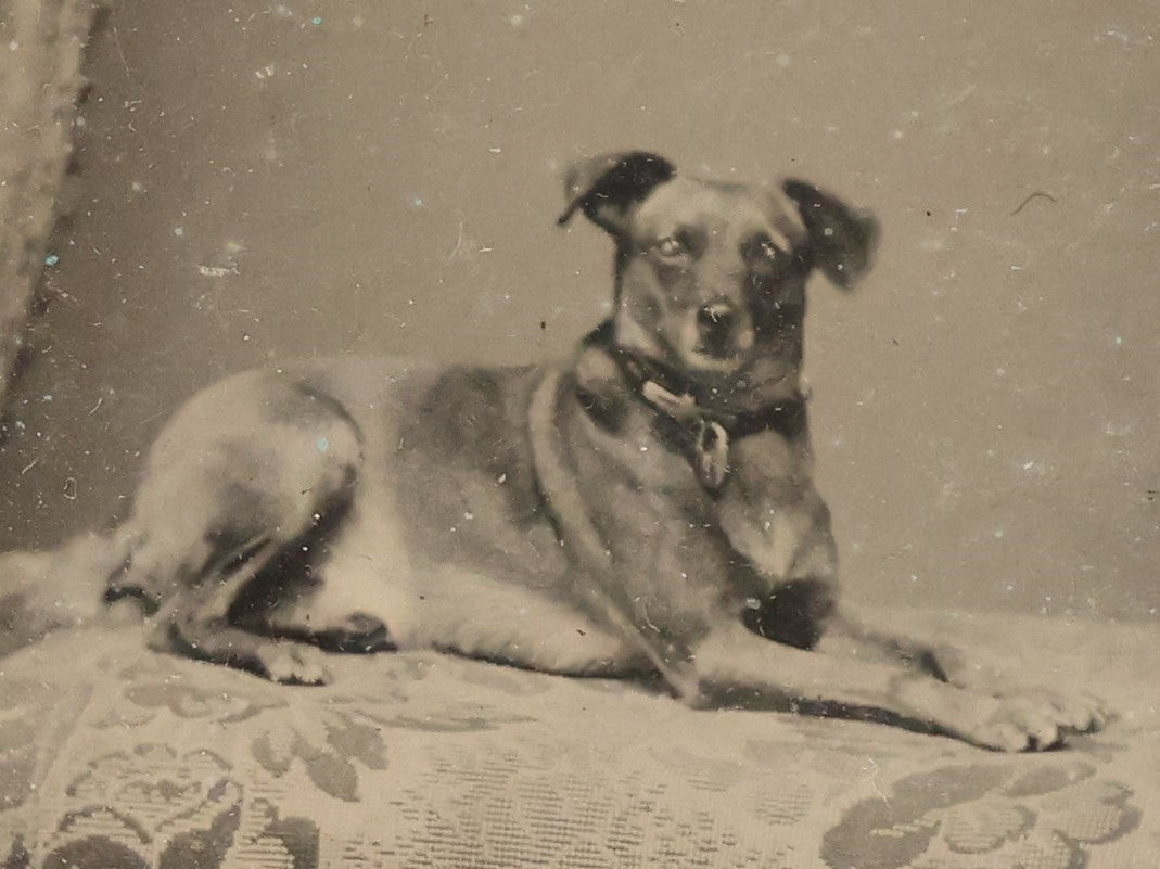 Lot 017 - Antique 1/6th Plate Tintype Photograph Of A Small Dog Seated On A Cushion, Clear And Crisp Image, In Leatherette Case