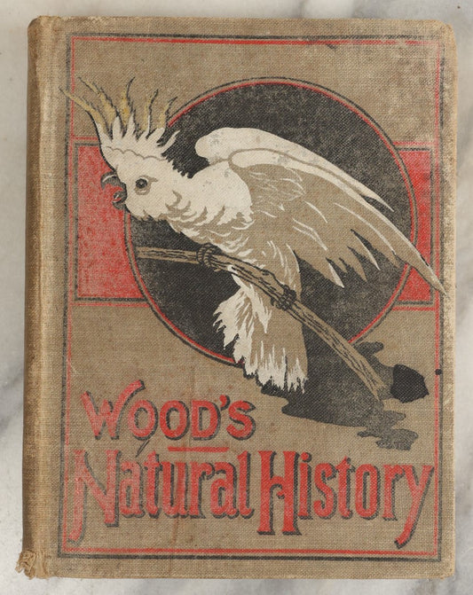 Lot 036 - "Wood's Natural History: Illustrated Natural History (Animals And Birds)" Antique Book By Rev J.G. Wood, With Illustrations, Many In Color, Published By Gilbert H. Mckibbin, New York, 1899