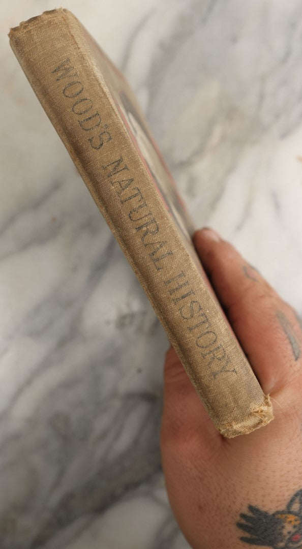 Lot 036 - "Wood's Natural History: Illustrated Natural History (Animals And Birds)" Antique Book By Rev J.G. Wood, With Illustrations, Many In Color, Published By Gilbert H. Mckibbin, New York, 1899