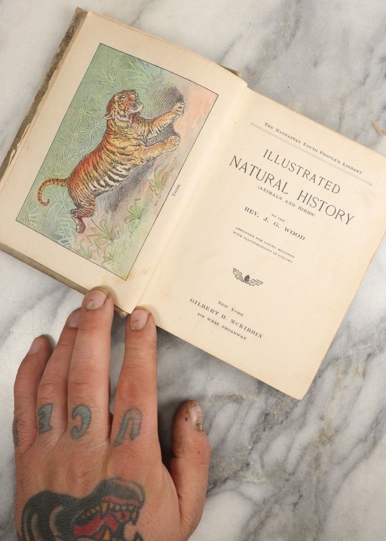 Lot 036 - "Wood's Natural History: Illustrated Natural History (Animals And Birds)" Antique Book By Rev J.G. Wood, With Illustrations, Many In Color, Published By Gilbert H. Mckibbin, New York, 1899