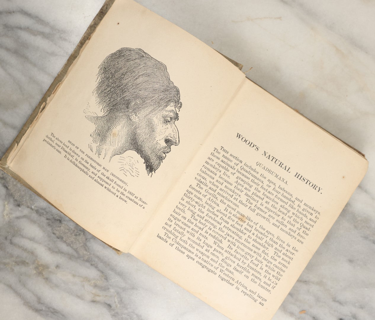 Lot 036 - "Wood's Natural History: Illustrated Natural History (Animals And Birds)" Antique Book By Rev J.G. Wood, With Illustrations, Many In Color, Published By Gilbert H. Mckibbin, New York, 1899