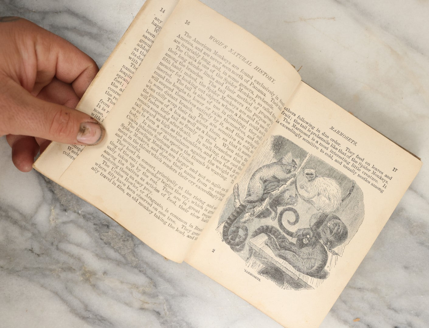 Lot 036 - "Wood's Natural History: Illustrated Natural History (Animals And Birds)" Antique Book By Rev J.G. Wood, With Illustrations, Many In Color, Published By Gilbert H. Mckibbin, New York, 1899