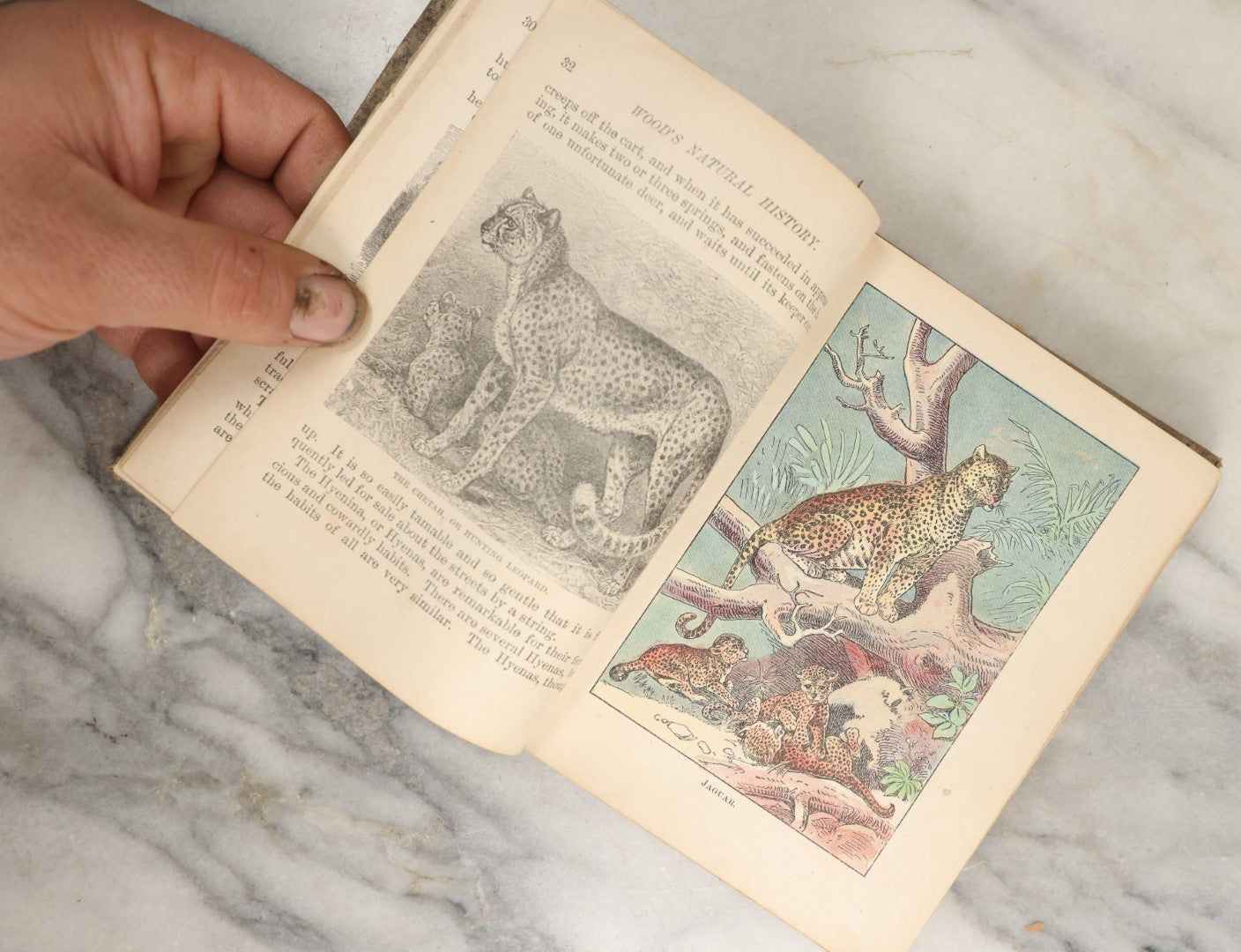 Lot 036 - "Wood's Natural History: Illustrated Natural History (Animals And Birds)" Antique Book By Rev J.G. Wood, With Illustrations, Many In Color, Published By Gilbert H. Mckibbin, New York, 1899