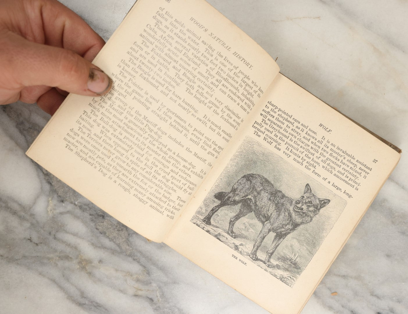 Lot 036 - "Wood's Natural History: Illustrated Natural History (Animals And Birds)" Antique Book By Rev J.G. Wood, With Illustrations, Many In Color, Published By Gilbert H. Mckibbin, New York, 1899