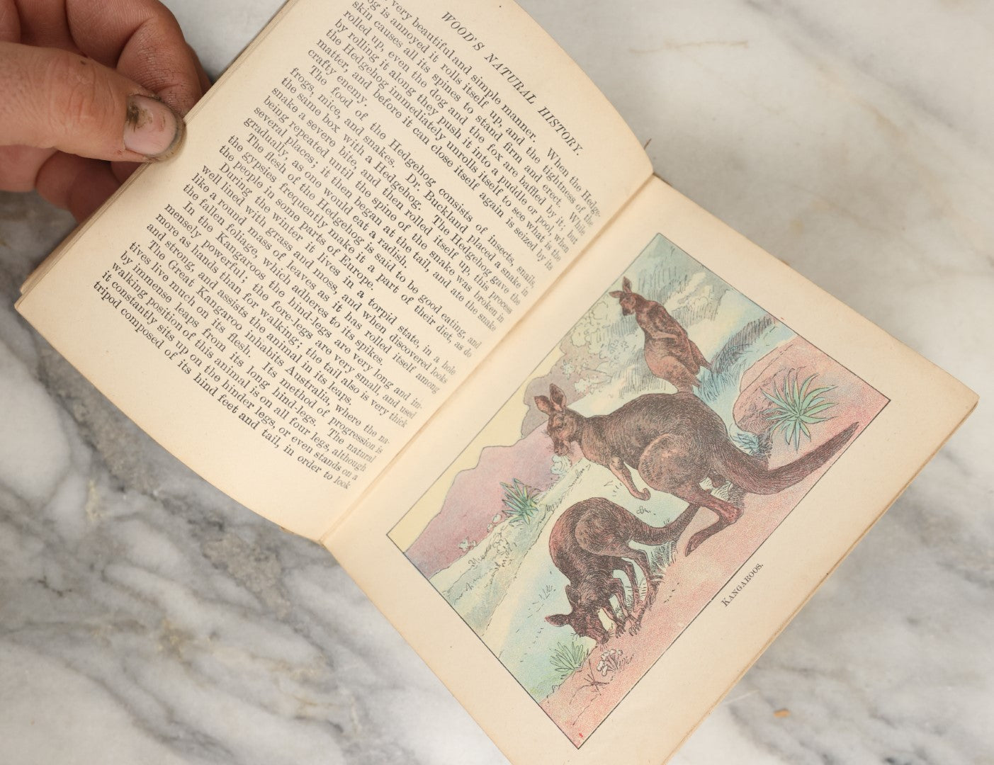 Lot 036 - "Wood's Natural History: Illustrated Natural History (Animals And Birds)" Antique Book By Rev J.G. Wood, With Illustrations, Many In Color, Published By Gilbert H. Mckibbin, New York, 1899