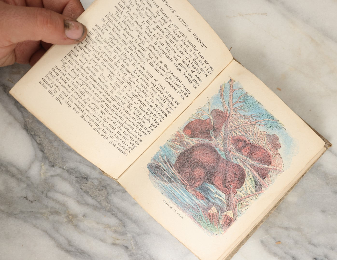 Lot 036 - "Wood's Natural History: Illustrated Natural History (Animals And Birds)" Antique Book By Rev J.G. Wood, With Illustrations, Many In Color, Published By Gilbert H. Mckibbin, New York, 1899