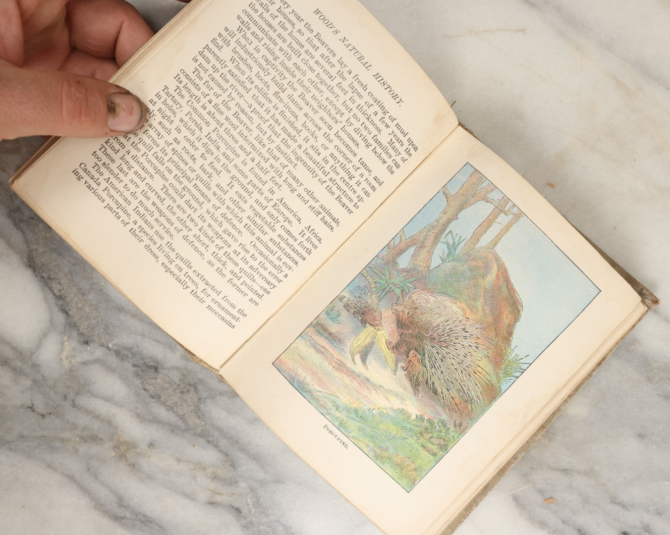 Lot 036 - "Wood's Natural History: Illustrated Natural History (Animals And Birds)" Antique Book By Rev J.G. Wood, With Illustrations, Many In Color, Published By Gilbert H. Mckibbin, New York, 1899