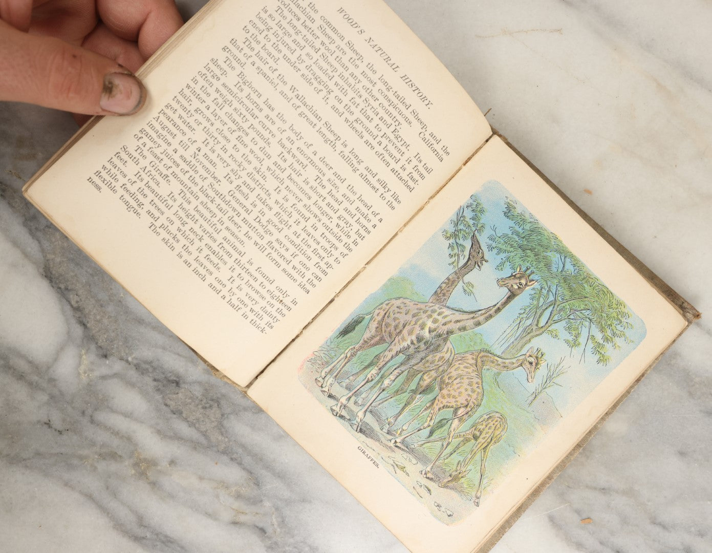 Lot 036 - "Wood's Natural History: Illustrated Natural History (Animals And Birds)" Antique Book By Rev J.G. Wood, With Illustrations, Many In Color, Published By Gilbert H. Mckibbin, New York, 1899