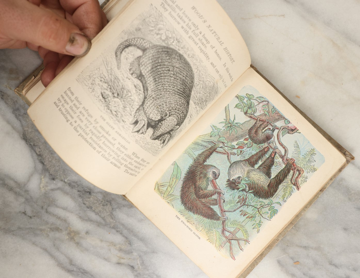 Lot 036 - "Wood's Natural History: Illustrated Natural History (Animals And Birds)" Antique Book By Rev J.G. Wood, With Illustrations, Many In Color, Published By Gilbert H. Mckibbin, New York, 1899