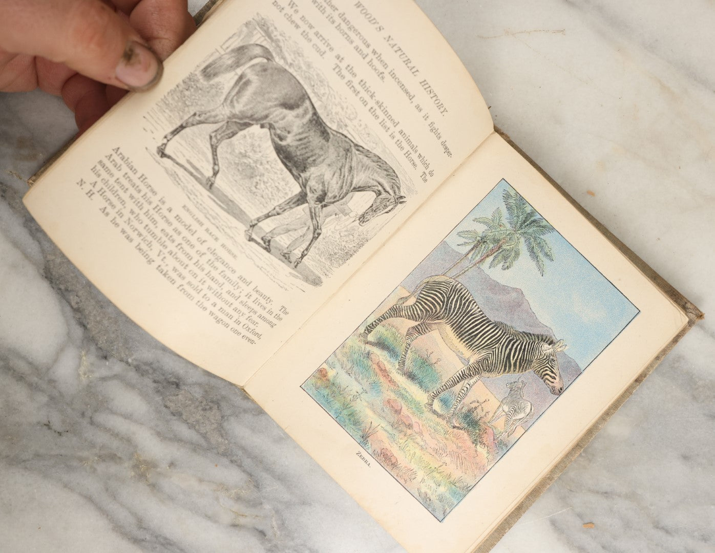 Lot 036 - "Wood's Natural History: Illustrated Natural History (Animals And Birds)" Antique Book By Rev J.G. Wood, With Illustrations, Many In Color, Published By Gilbert H. Mckibbin, New York, 1899