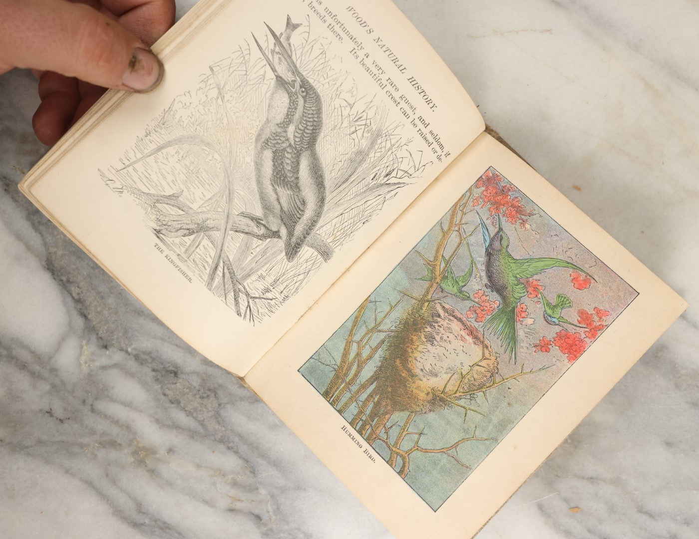 Lot 036 - "Wood's Natural History: Illustrated Natural History (Animals And Birds)" Antique Book By Rev J.G. Wood, With Illustrations, Many In Color, Published By Gilbert H. Mckibbin, New York, 1899