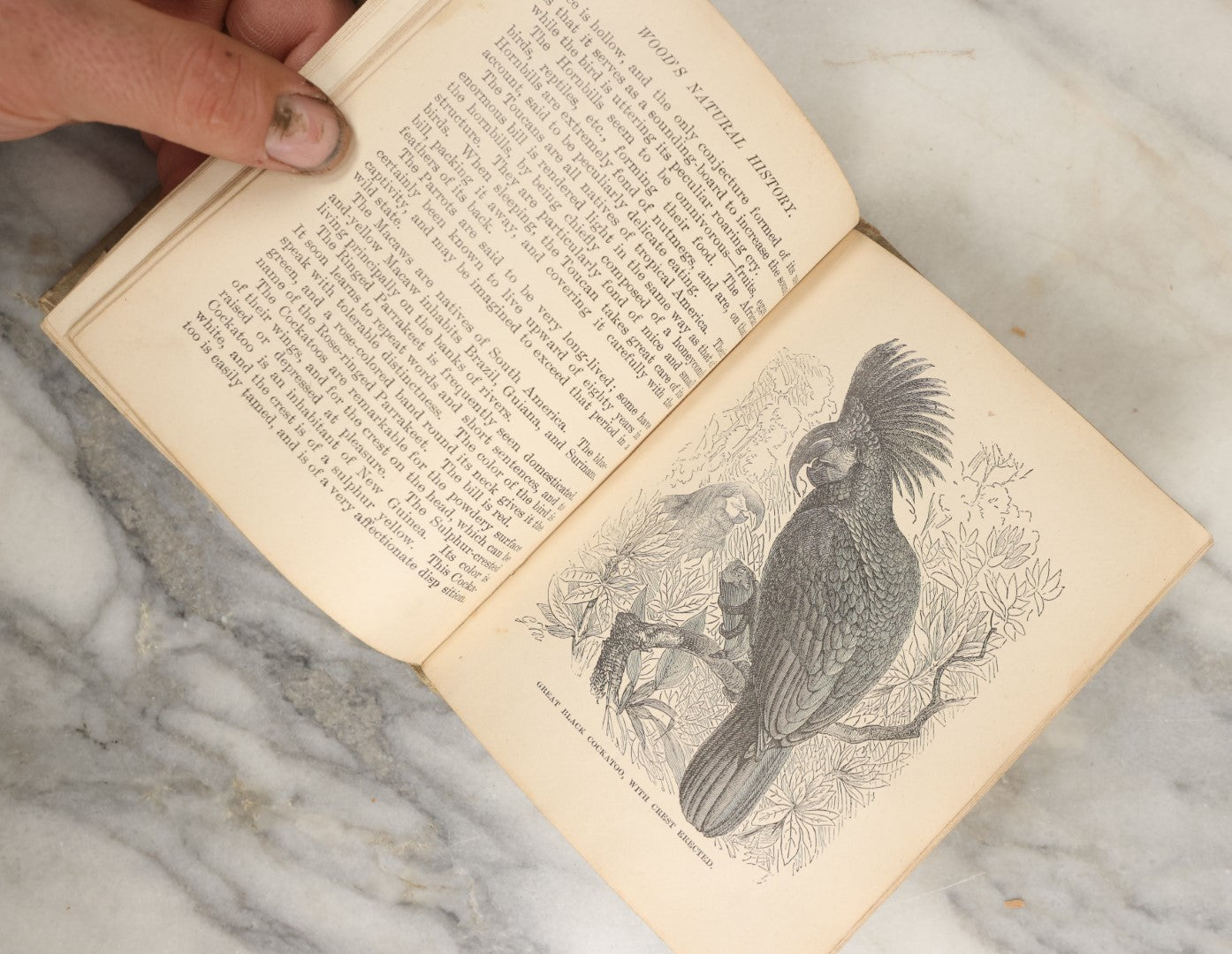 Lot 036 - "Wood's Natural History: Illustrated Natural History (Animals And Birds)" Antique Book By Rev J.G. Wood, With Illustrations, Many In Color, Published By Gilbert H. Mckibbin, New York, 1899