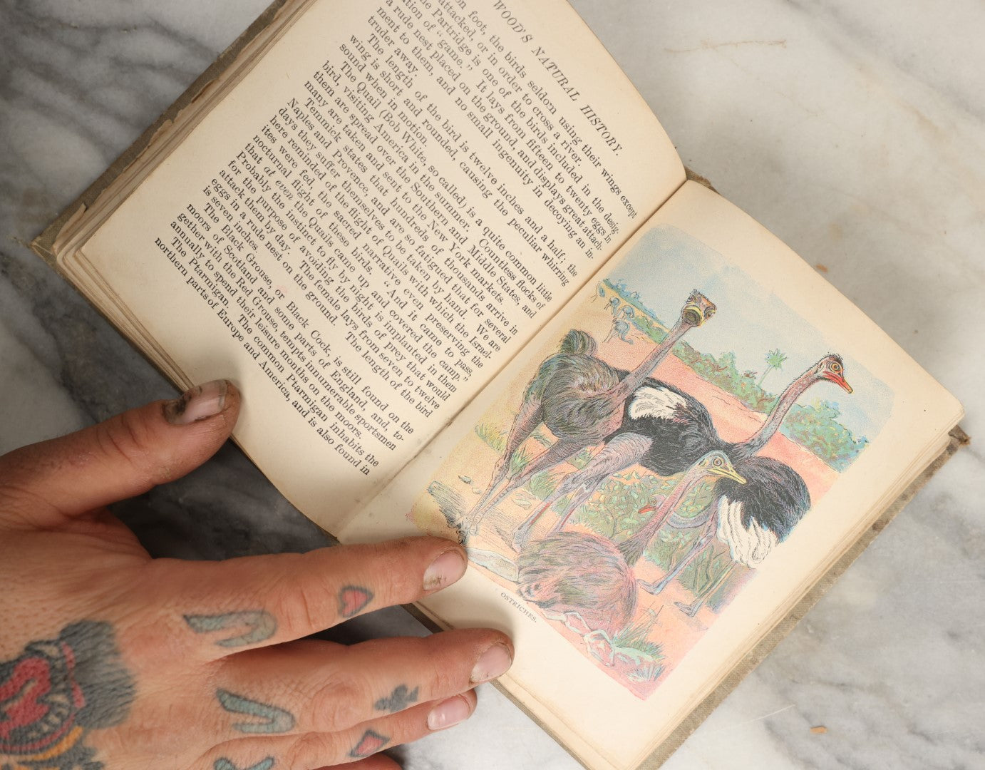 Lot 036 - "Wood's Natural History: Illustrated Natural History (Animals And Birds)" Antique Book By Rev J.G. Wood, With Illustrations, Many In Color, Published By Gilbert H. Mckibbin, New York, 1899