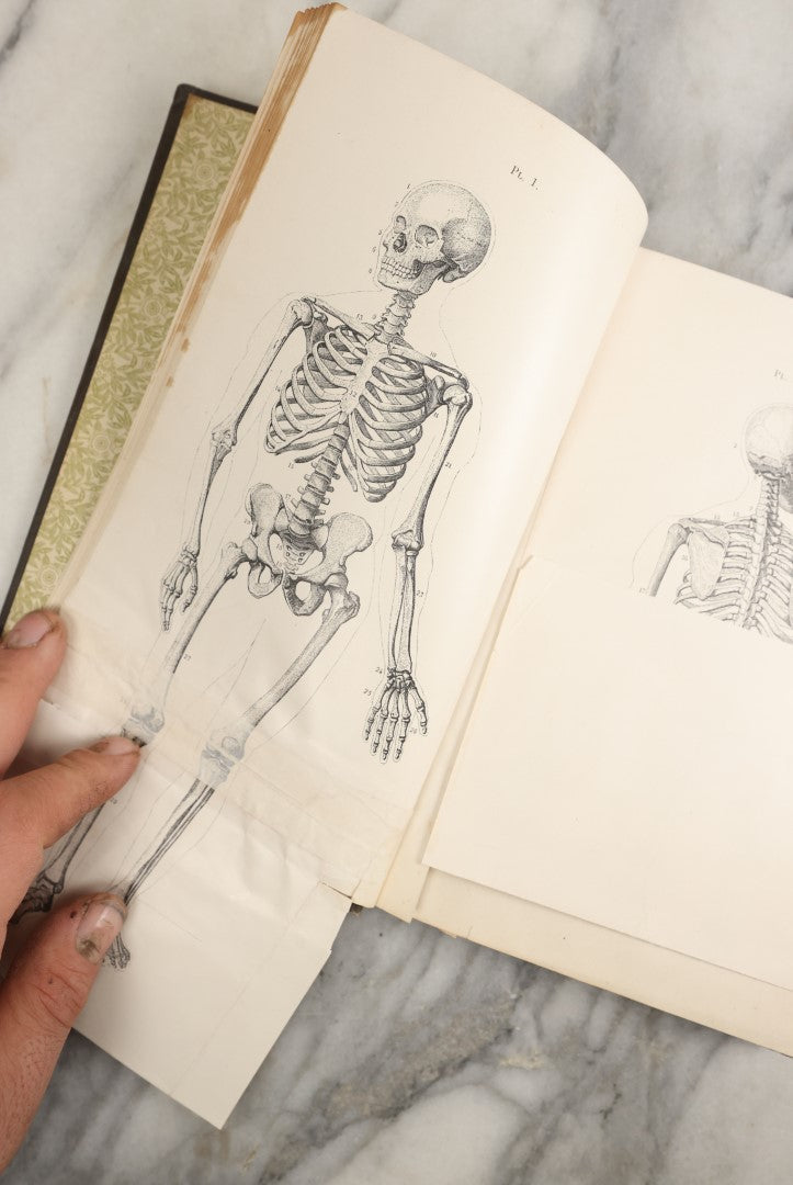 Lot 037 - "Anatomy In Art: A Practical Text Book In The Study Of The Human Form" Antique Book By Jonathan Scott Hartley, Fully Illustrated With Fold Out Diagrams, Skeletons And More, 1891