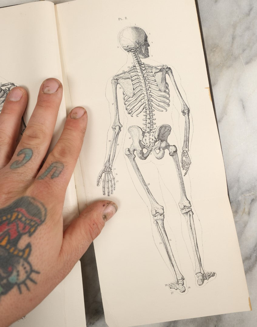 Lot 037 - "Anatomy In Art: A Practical Text Book In The Study Of The Human Form" Antique Book By Jonathan Scott Hartley, Fully Illustrated With Fold Out Diagrams, Skeletons And More, 1891