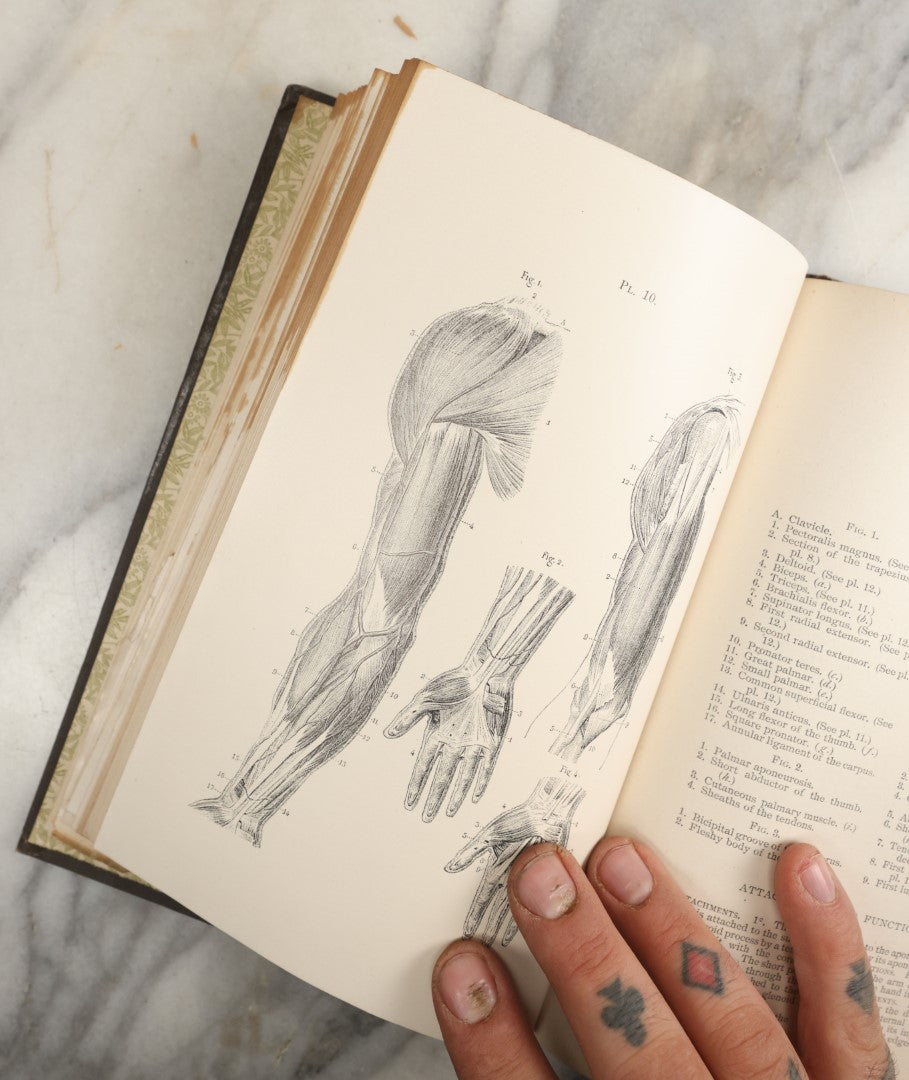 Lot 037 - "Anatomy In Art: A Practical Text Book In The Study Of The Human Form" Antique Book By Jonathan Scott Hartley, Fully Illustrated With Fold Out Diagrams, Skeletons And More, 1891