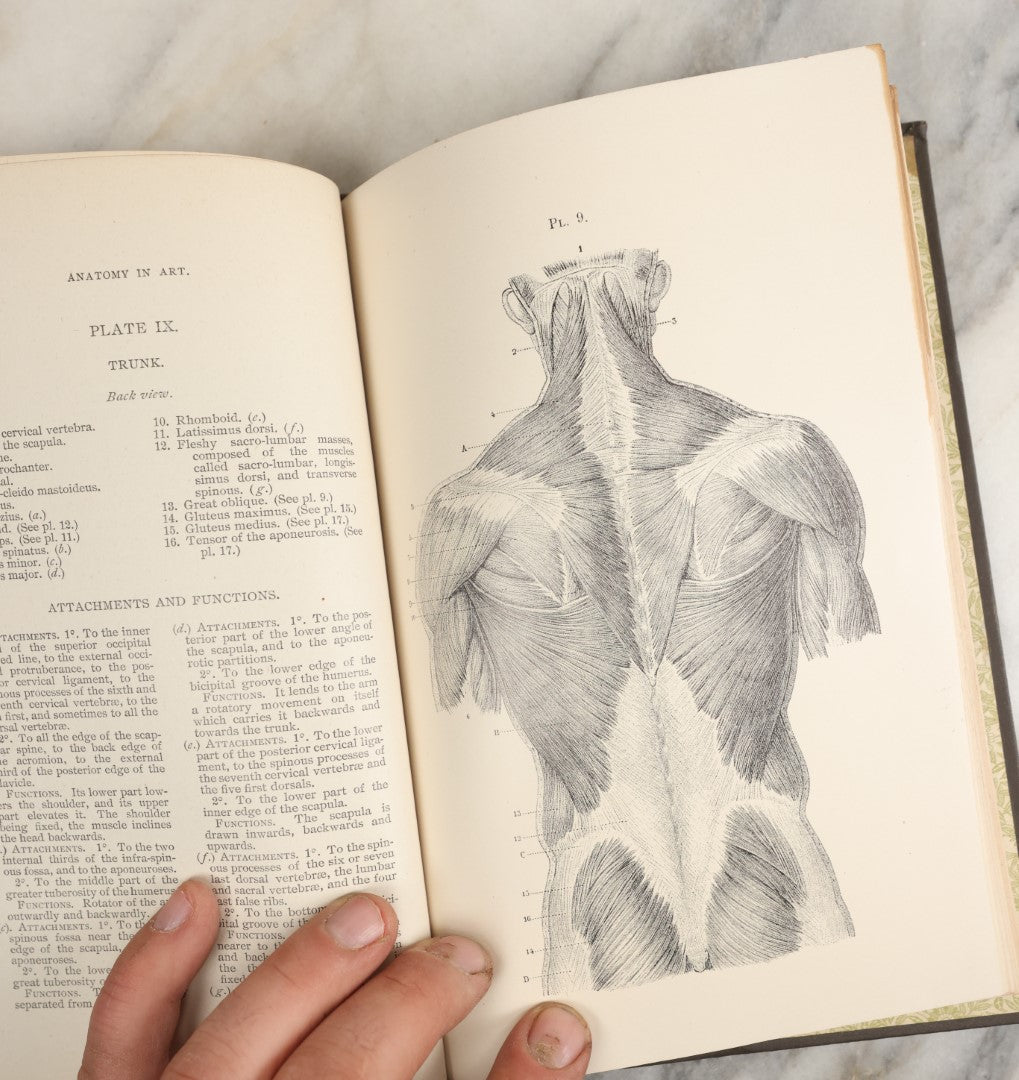 Lot 037 - "Anatomy In Art: A Practical Text Book In The Study Of The Human Form" Antique Book By Jonathan Scott Hartley, Fully Illustrated With Fold Out Diagrams, Skeletons And More, 1891