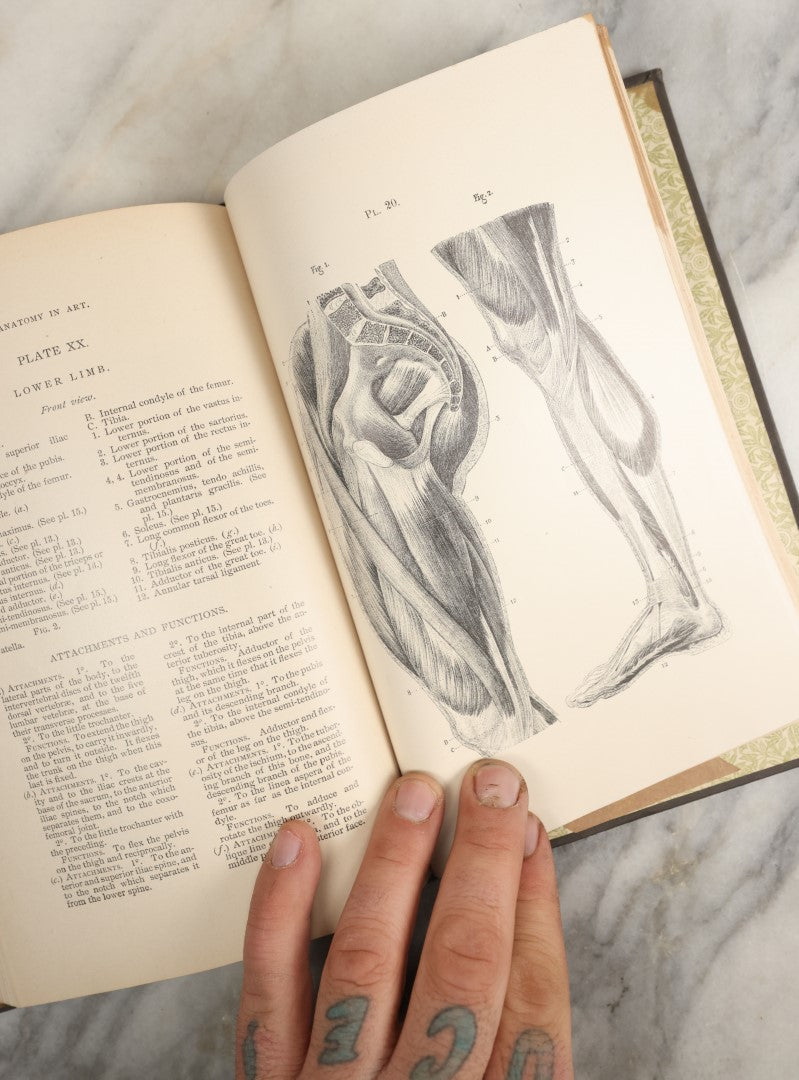 Lot 037 - "Anatomy In Art: A Practical Text Book In The Study Of The Human Form" Antique Book By Jonathan Scott Hartley, Fully Illustrated With Fold Out Diagrams, Skeletons And More, 1891