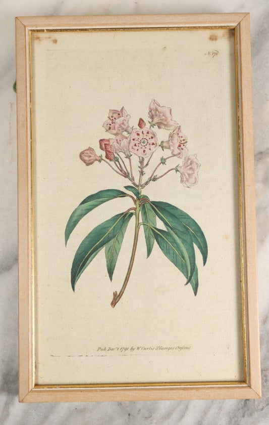 Lot 052 - Antique Hand Colored Print Of The Mountain-Laurel, "Kalmia Latifolia" Published 1791 By W. Curtis, St. George's Crescent, Canada