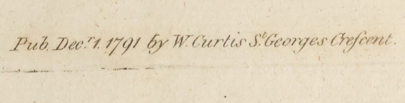 Lot 052 - Antique Hand Colored Print Of The Mountain-Laurel, "Kalmia Latifolia" Published 1791 By W. Curtis, St. George's Crescent, Canada