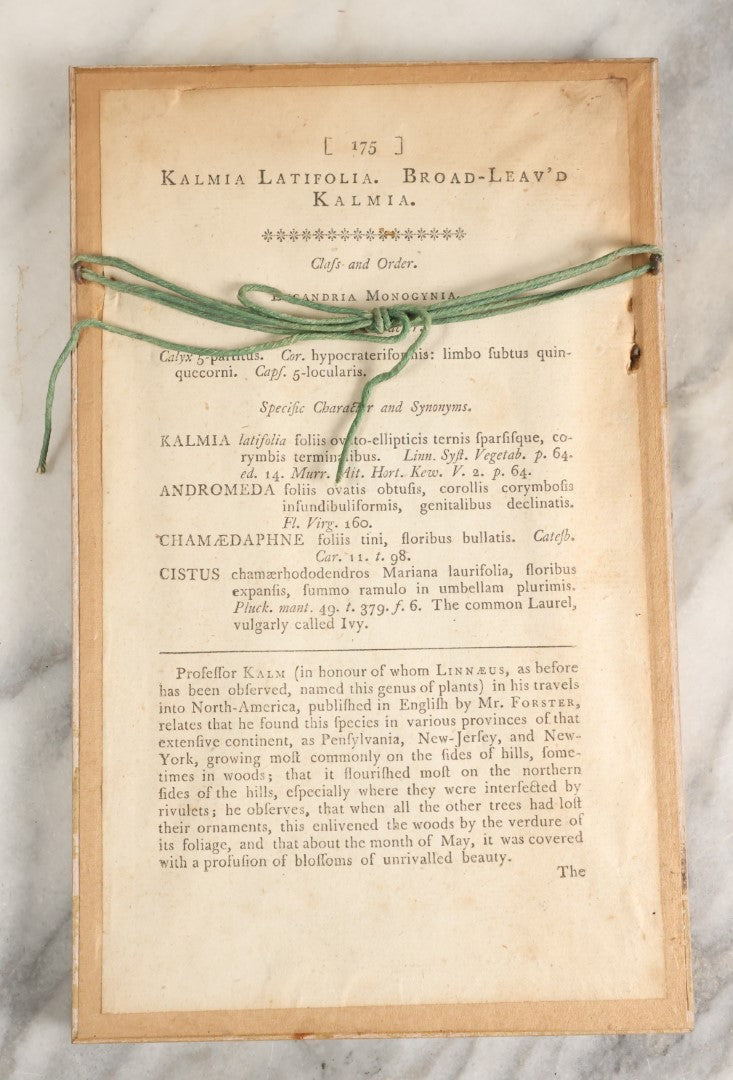 Lot 052 - Antique Hand Colored Print Of The Mountain-Laurel, "Kalmia Latifolia" Published 1791 By W. Curtis, St. George's Crescent, Canada