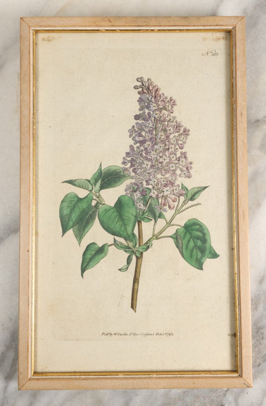 Lot 053 - Antique Hand Colored Print Of The Common Lilac, "Syringa Vulgaris" Published 1792 By W. Curtis, St. George's Crescent, Canada