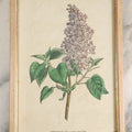 Lot 053 - Antique Hand Colored Print Of The Common Lilac, "Syringa Vulgaris" Published 1792 By W. Curtis, St. George's Crescent, Canada