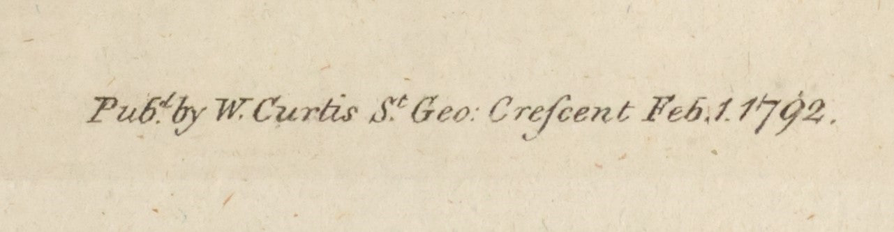 Lot 053 - Antique Hand Colored Print Of The Common Lilac, "Syringa Vulgaris" Published 1792 By W. Curtis, St. George's Crescent, Canada