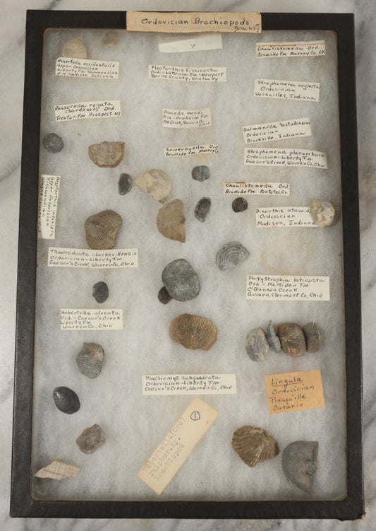 Lot 077 - Collection Of 20+ Ordovician Brachiopod Fossil Specimens In Riker Case, With Id Tags, Note Disorganized, Out Of Place, May Not Be Complete, As Found