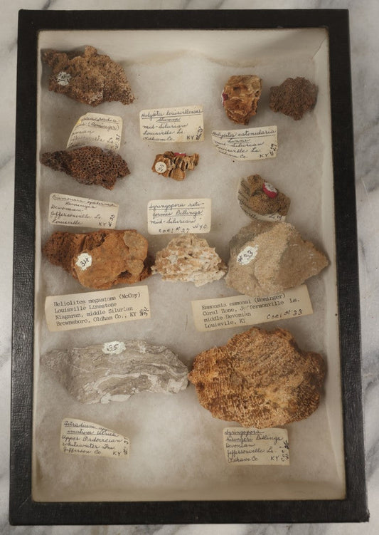 Lot 078 - Collection Of Approximately 10 Coral And Other Fossil, Rock, Or Mineral Specimens, With Numbered Identification Tags, In Riker Case, Note Disorganized, Out Of Place, May Not Be Complete, As Found