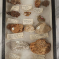 Lot 078 - Collection Of Approximately 10 Coral And Other Fossil, Rock, Or Mineral Specimens, With Numbered Identification Tags, In Riker Case, Note Disorganized, Out Of Place, May Not Be Complete, As Found