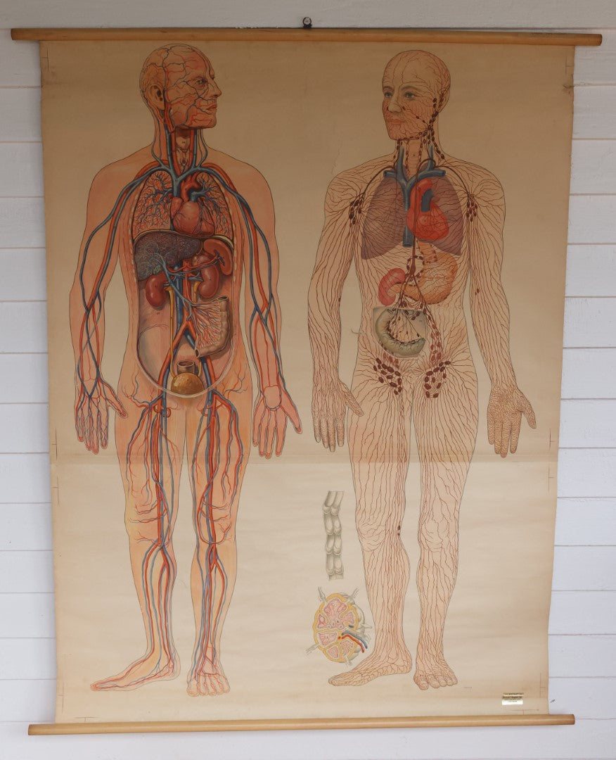 Lot 001 - Large Vintage Circulation, Blood, And Lymph Canvas Medical Wall Map Chart Poster On Canvas, By Denoyer Geppert Co., Chicago, Made In U.S.A., Biocraft Brand, Circa 1950s, 41" x 54"