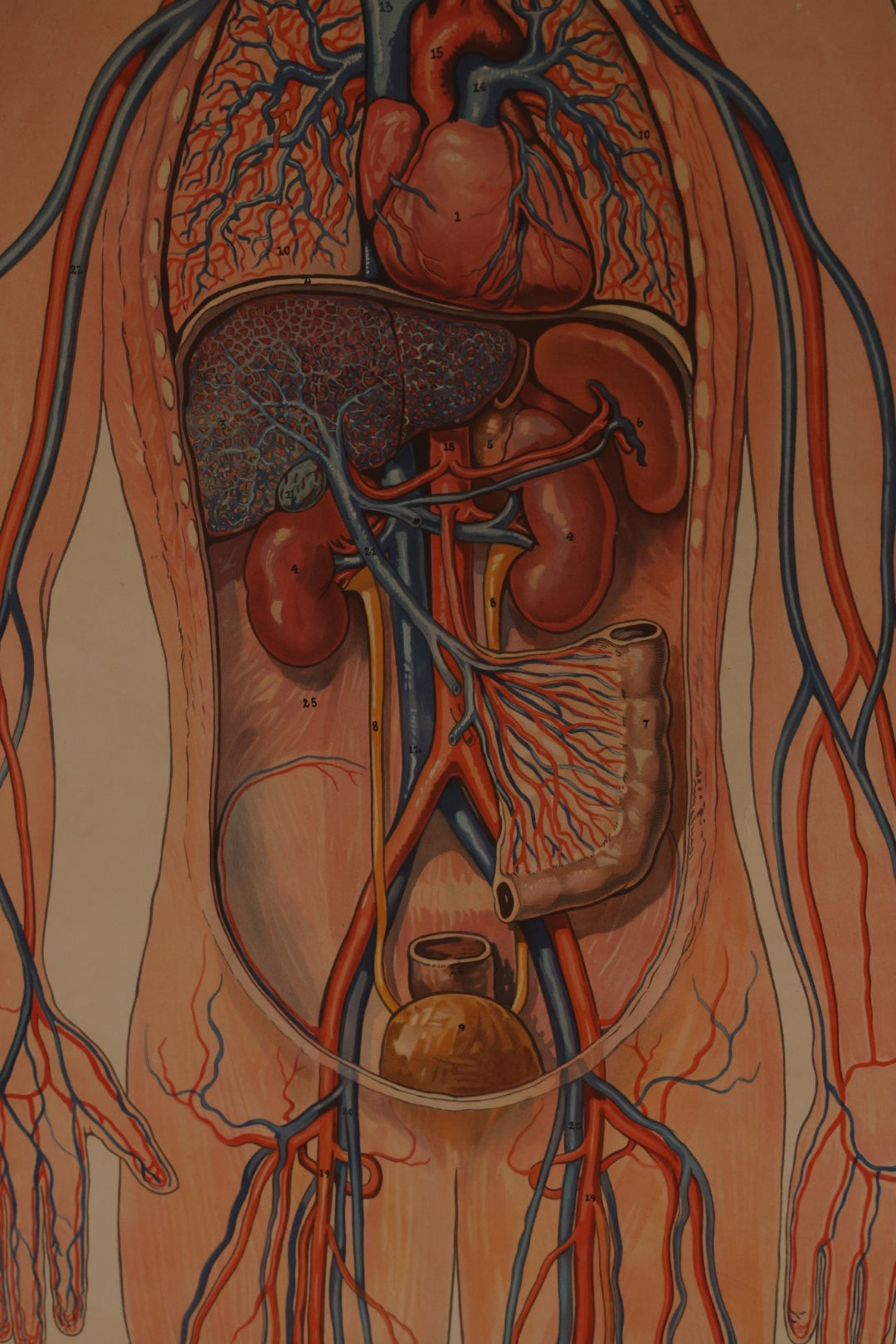 Lot 001 - Large Vintage Circulation, Blood, And Lymph Canvas Medical Wall Map Chart Poster On Canvas, By Denoyer Geppert Co., Chicago, Made In U.S.A., Biocraft Brand, Circa 1950s, 41" x 54"